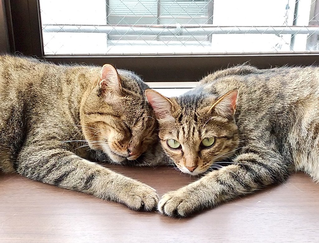 よりいちくんかりんちゃん