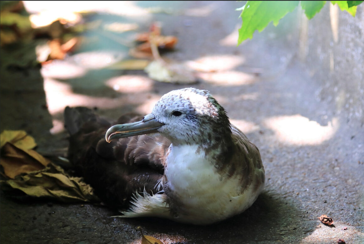 (写真提供:御蔵島のオオミズナギドリを守りたい有志の会)