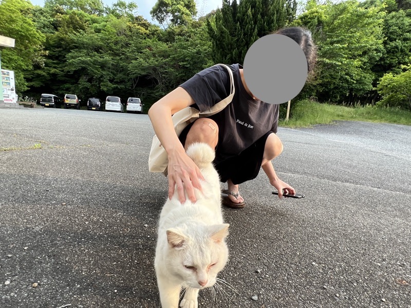 猫庭・てしま旅館前の白猫がなでられている図