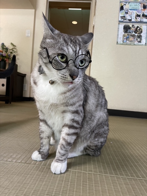 草津温泉中村屋旅館の猫コタロウ眼鏡をかける