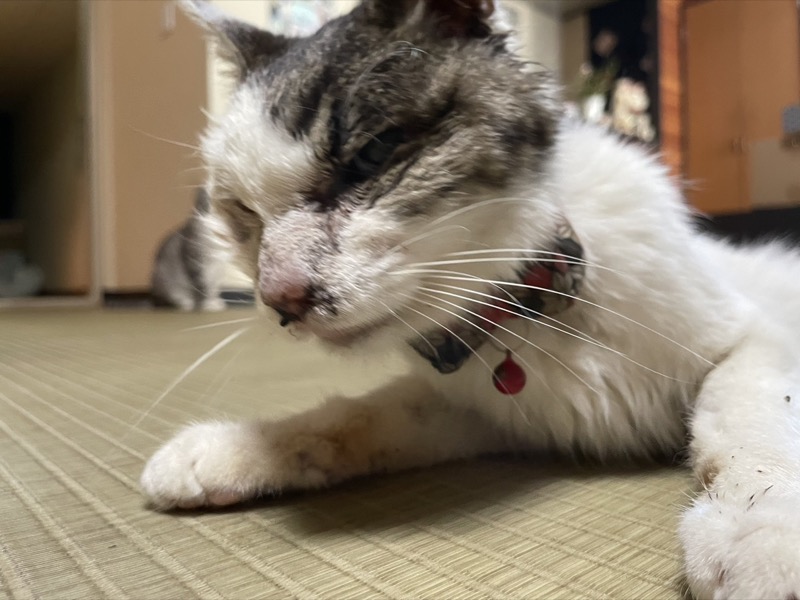 草津温泉中村屋旅館の猫・りゅう