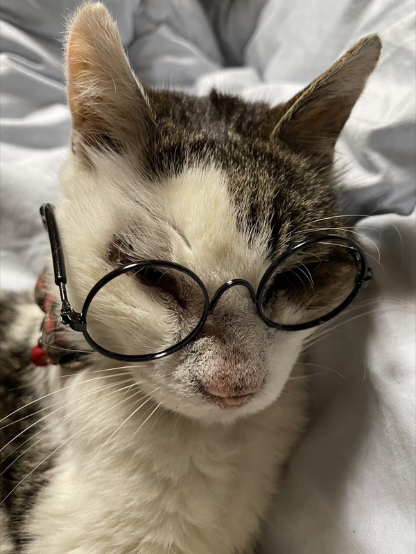 草津温泉中村屋旅館の猫・りゅう(メガネ)