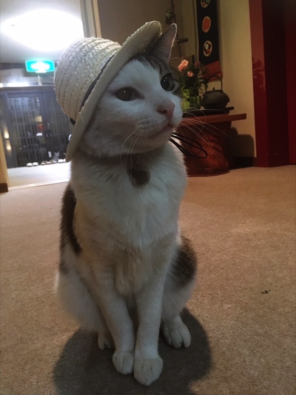 中村屋の猫りゅう君が座っているところ