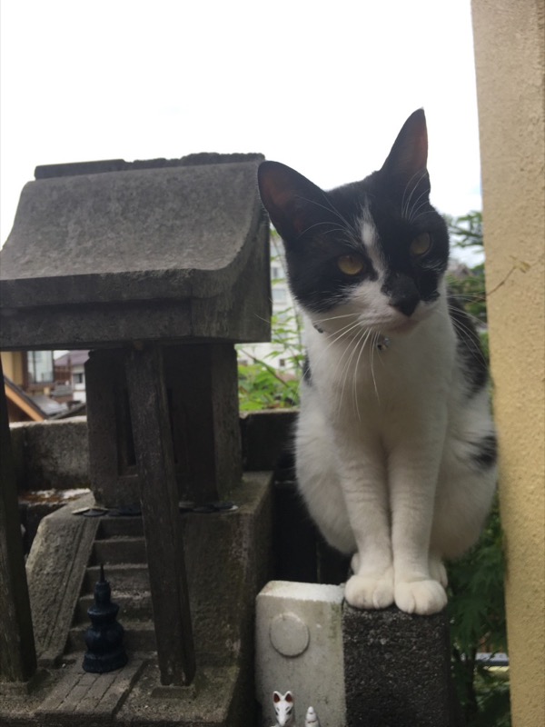 草津温泉中村屋の猫おかき君
