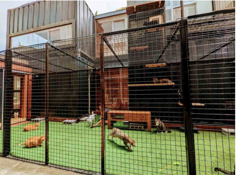 猫庭の猫たちが遊ぶ様子