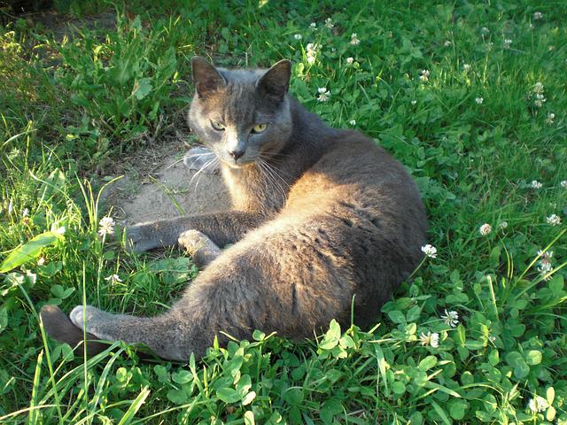 ロシアンブルー