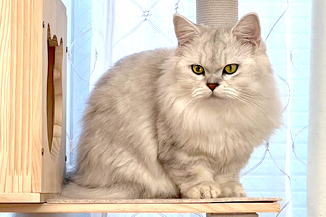 マンチカール（キンカロー）