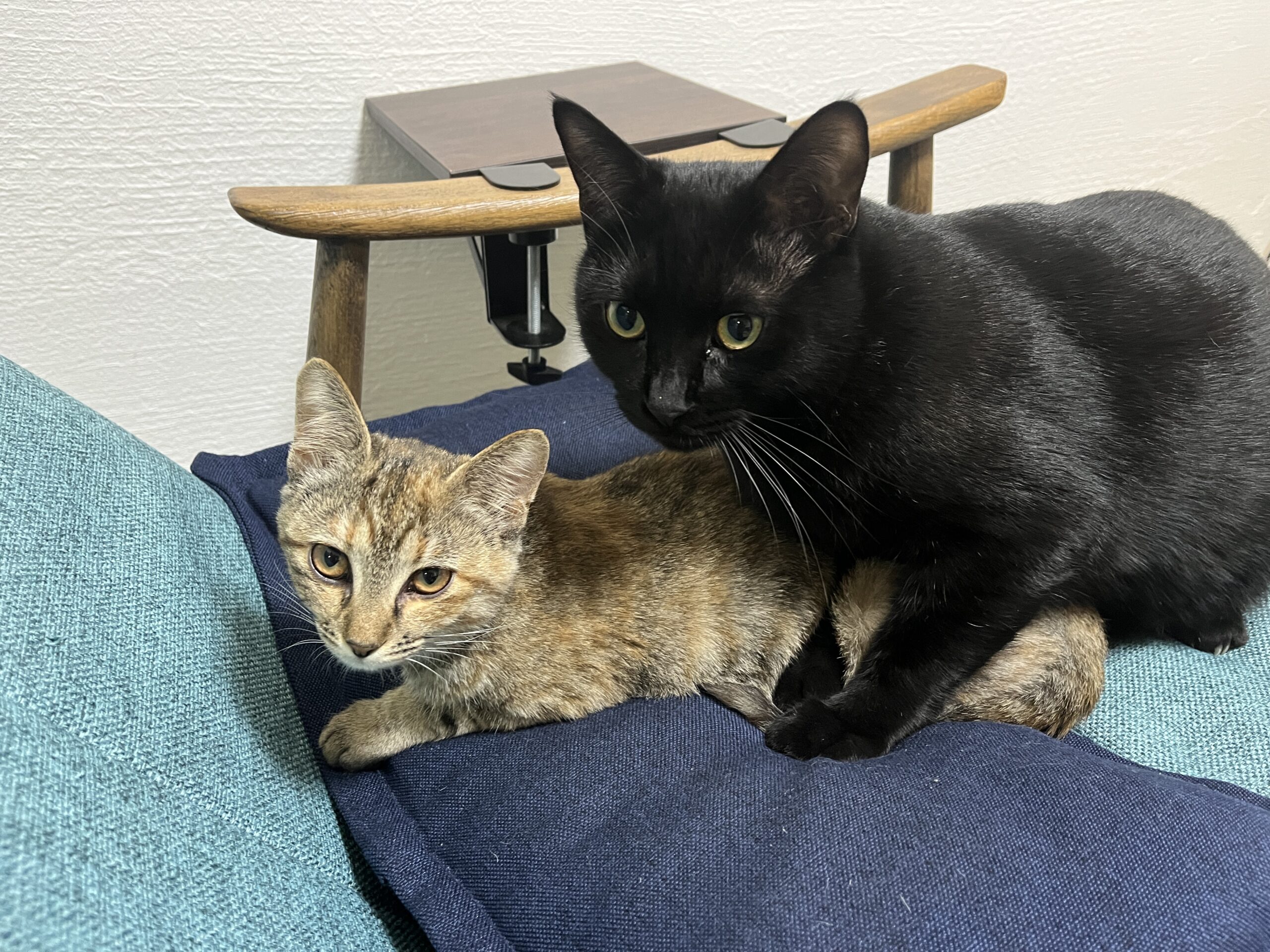 雑種（ミックス）