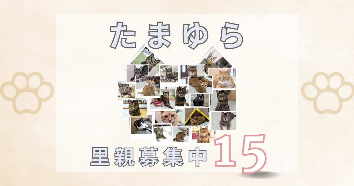 たまゆらで猫の里親募集中