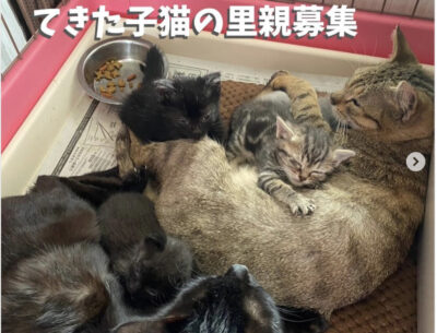 能登半島地震からレスキューされた子たちの里親募集