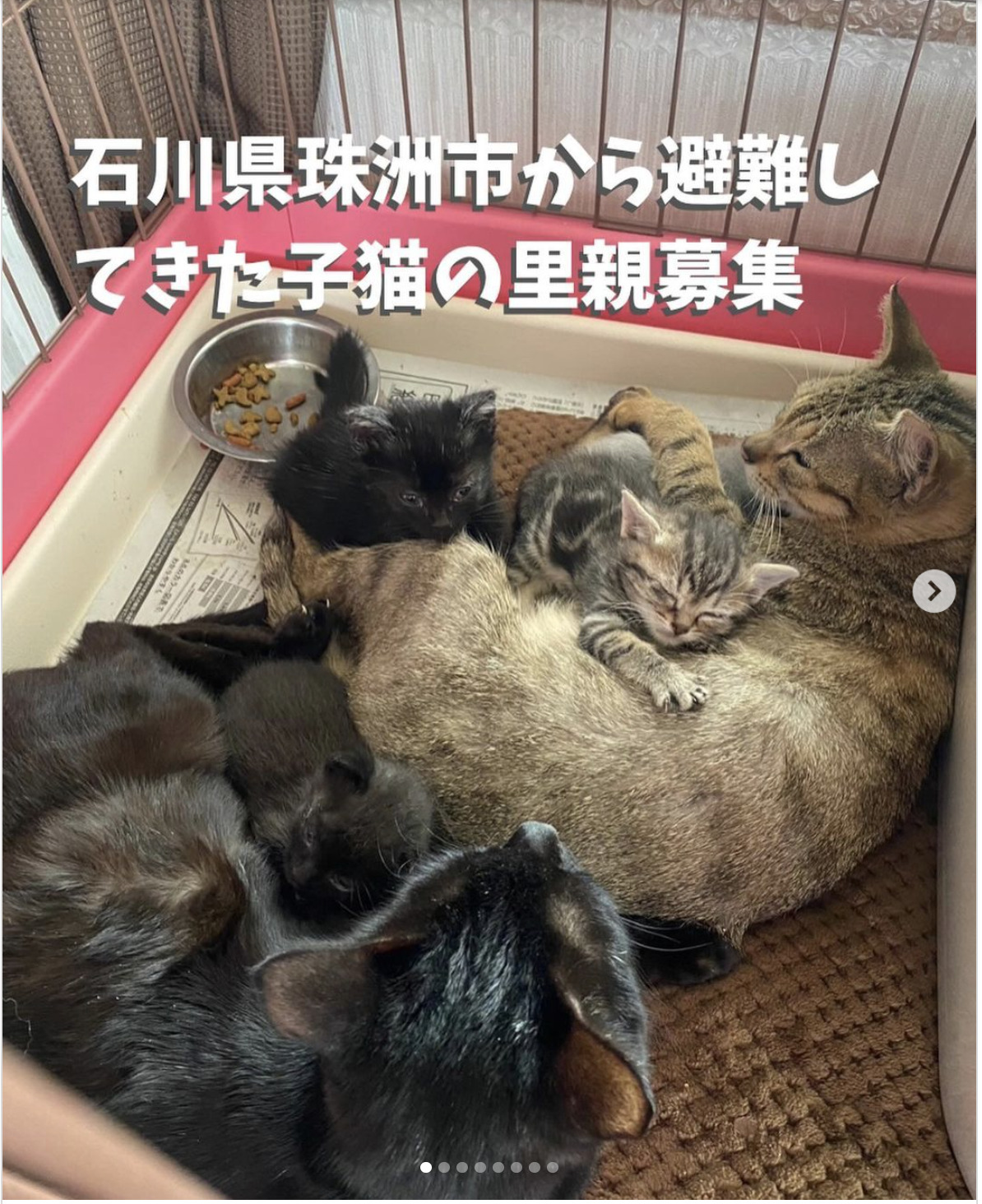 能登半島地震からレスキューされた子たちの里親募集