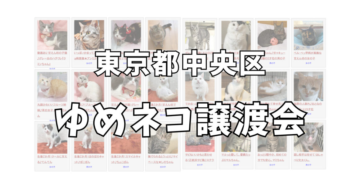 東京都中央区ゆめネコ譲渡会
